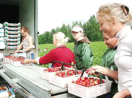 сбор ягод в Финляндии