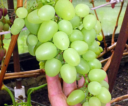 болгарский виноград