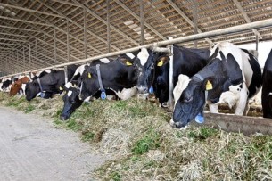 Коровы на ферме