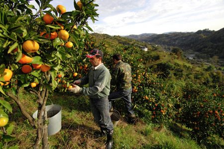 Сбор урожая апельсинов в Испании