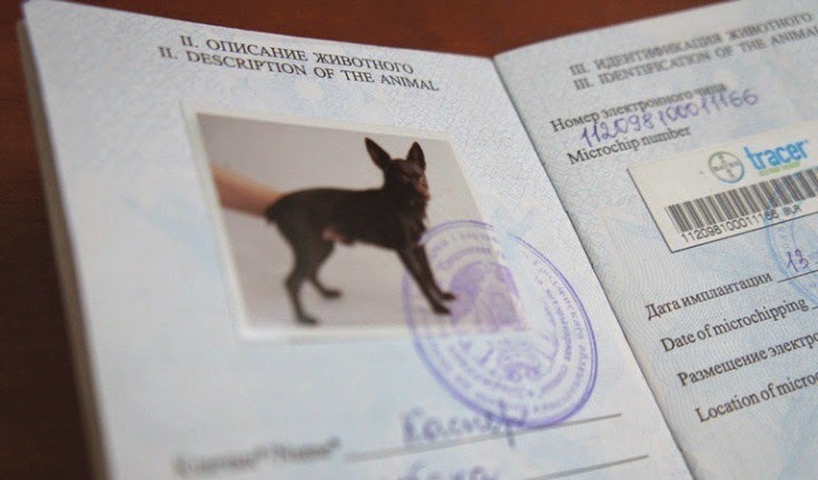 Фото Животного На Паспорт