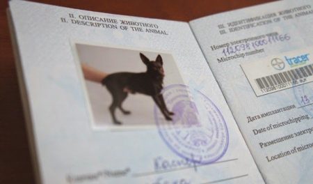 Ветеринарный паспорт животного