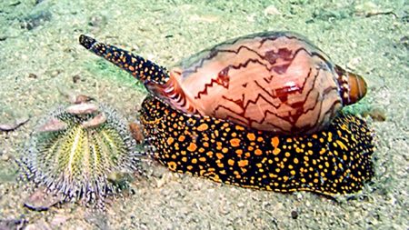 Ядовитый моллюск, обитающий в водах Таиланда