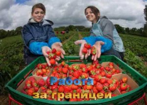 Сезонная Работа На Новый Год