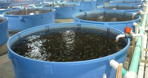 Бассейны для разведения рыбы