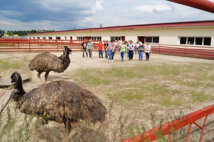 Страусиная ферма «Русский страус»