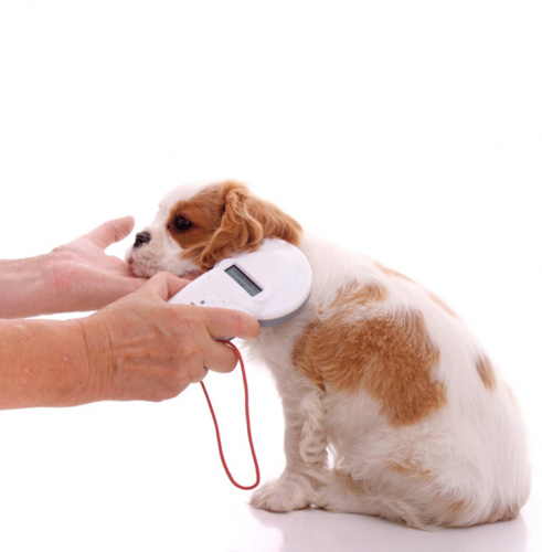 Считывание информации с чипа собаки