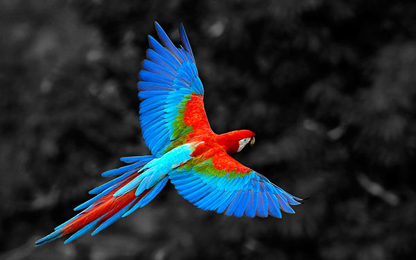 macaw ara 1