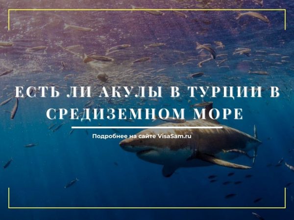 Есть ли акулы в Турции в Средиземном море в 2022 году: какие водятся ...